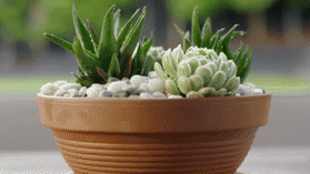 Succulent pot