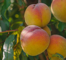 Peach Growing Guide