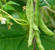 Bean Growing Guide