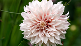 Dahlia Growing Guide 