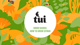 Tui Grow Guides - How to grow successful citrus