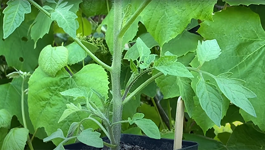 How to identify and prune tomato laterals with Liz