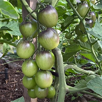 Keep your summer tomatoes coming with Liz