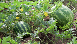 Top tips to growing watermelon