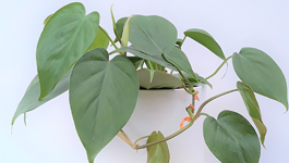 Top 5 Low-Maintenance Indoor Plants with Lara