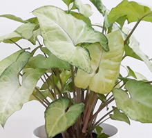 Syngonium Care Guide