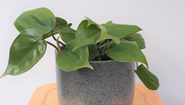 Philodendron Scandens Care Guide