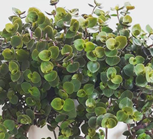 Callisia Repens Care Guide