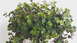 Callisia Repens Care Guide