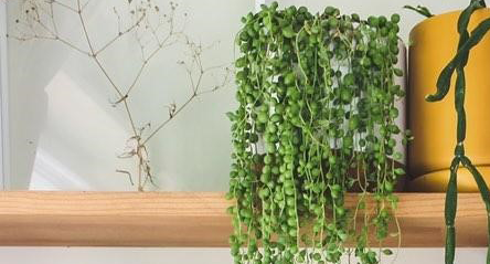 String of Pearls Care Guide 
