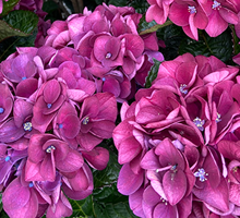 Hydrangea Growing Guide