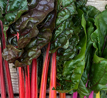 Silverbeet Growing Guide