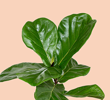 Fiddle Leaf Fig Care Guide