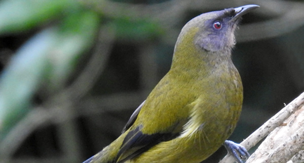 Bellbird