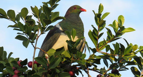 Kereru