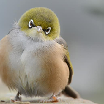 Common Native NZ Birds