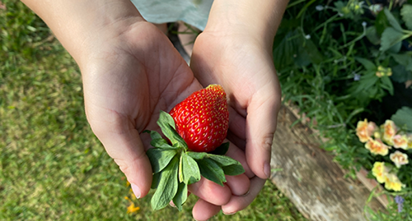 Tui Generational Gardening