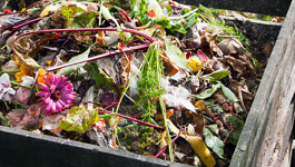 Compost Frequently Asked Questions