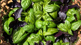 Herb Frequently Asked Questions