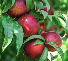 Nectarine Growing Guide