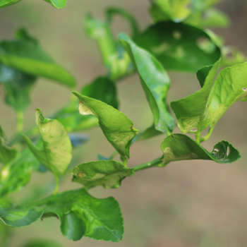 Why are my lemon tree leaves curling?