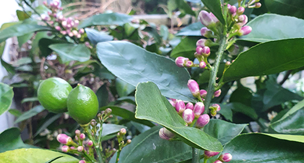 Citrus variety