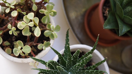 Tui Grow Guides - Indoor Plant Success