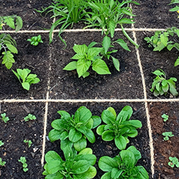 Utilising your urban garden space