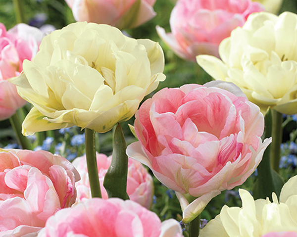 Pastel Peony