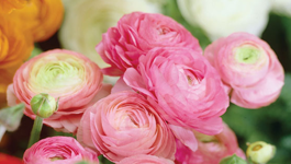 Choosing the perfect bulb variety