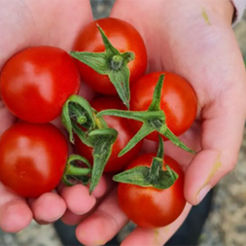 Summer Tomato Care