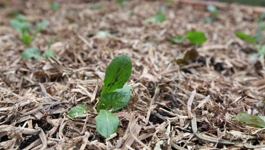 Winter Garden Preparation