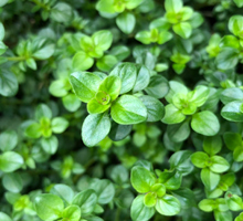 Thyme Growing Guide