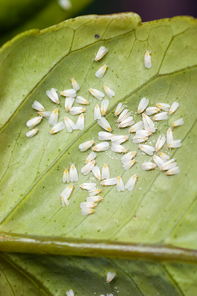 Whitefly