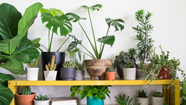 Winter Indoor Plant Care