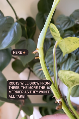 Pothos nodes