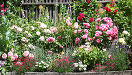 Cottage Garden Guide