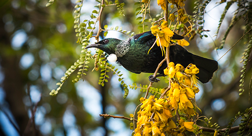 Kōwhai / sophora