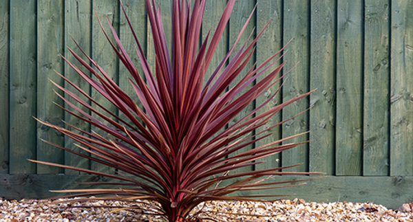 Cordyline