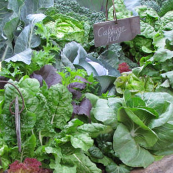 Vegetable Growing Guide