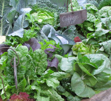 Vegetable Growing Guide