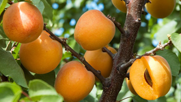 Summer fruit tree maintenance