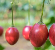 Tamarillo Growing Guide
