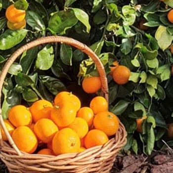 Top 5 Summer Citrus Tips