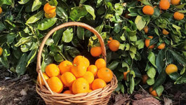 Top 5 Summer Citrus Tips