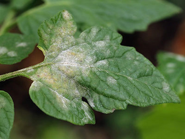 Powdery mildew