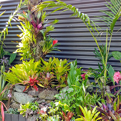 Jewel's bromeliad garden