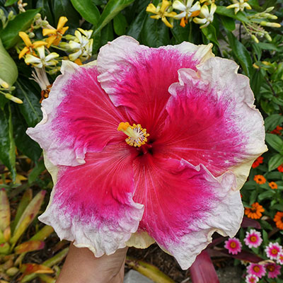 Hibiscus Mystic Charm