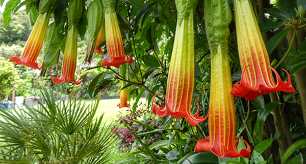 Brugmansia Sanguinea