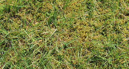 how-to-treat-moss-in-lawns